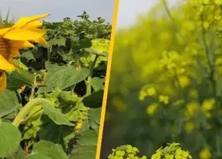 Українські переробники можуть змінити соняшник на ріпак через низьку маржу