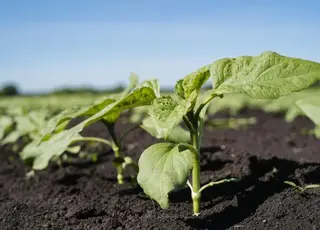 Чого варто уникати при вирощуванні соняшнику під Express – пояснюють фахівці Агро Піонер