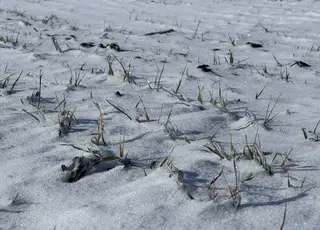 На Полтавщині аграрії занепокоєні станом озимих через глибоке промерзання ґрунту