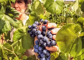 Винороби України програють у ціновій конкуренції європейським виробникам