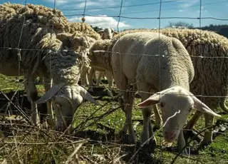 Переваги та недоліки електропастуха для овець: особливості використання