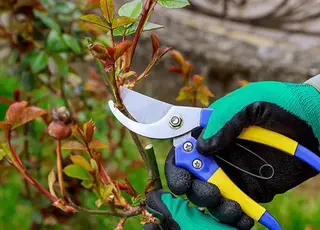 Названо 6 помилок під час обрізання рослин, які можуть зіпсувати ваш сад