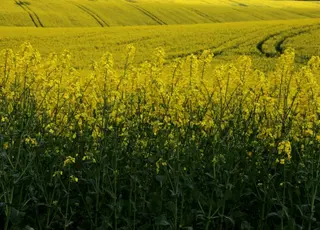 Прогнози гарного урожаю ріпаку в Україні посилюють тиск на котирування
