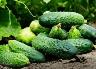 У Хмельницькому зібрали перший врожай огірків у навчальній теплиці