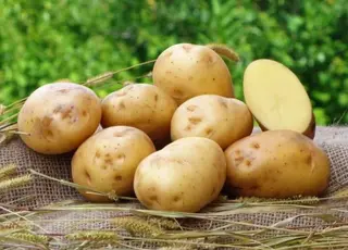 Стало відомо, як насіннєву картоплю підготувати до посадки