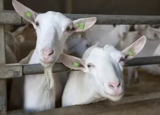 Український агросектор готується до масштабних змін у сфері ветеринарної медицини та благополуччя тварин