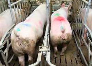 Ціни на свиней забійних кондицій підвищуються третій тиждень поспіль