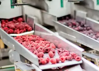 Новий цех заморозки ягід запрацював на Львівщині