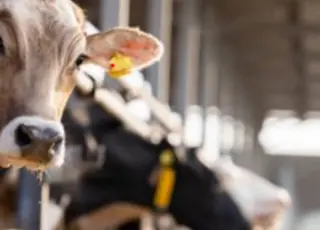 Група «Інтер» модернізувала ферми та суттєво підвищила продуктивність стада