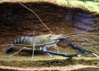 На ринок Одещини виходить далекосхідний прісноводний продукт