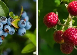 Експорт українських ягід: малина, лохина та чорниця завойовують ринки Європи та світу