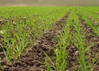 Весняні погодні коливання вплинули на стан посівів в Україні