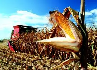 На Одещині фермер втратив до 80% врожаю кукурудзи