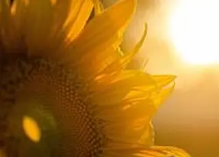 Corteva та bp запускають спільне підприємство Etlas з виробництва сировини для біопалива