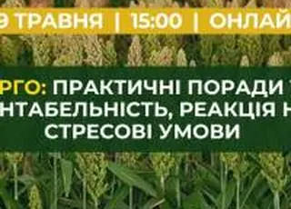 Сорго: практичні поради та рентабельність, реакція на стресові умови