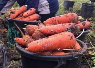 Як правильно зберігати моркву взимку: поради щодо збереження врожаю