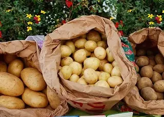 Країни, що розвиваються, збільшать свою частку у світовому виробництві та переробці картоплі