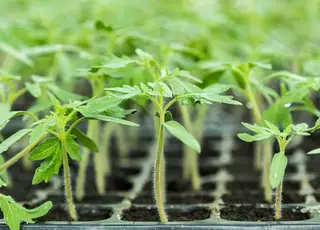 Як врятувати слабку розсаду і отримати сильні томати