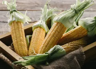 Нова квота Туреччини запускає хвилю попиту на кукурудзу з України