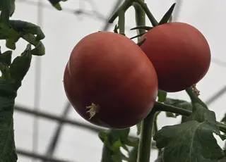 У Хмельницькому створять робота для діагностики хвороб рослин