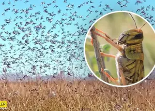 У Запорізькій області нашестя сарани