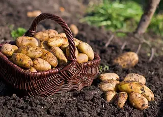 Європу накрила картопляна криза