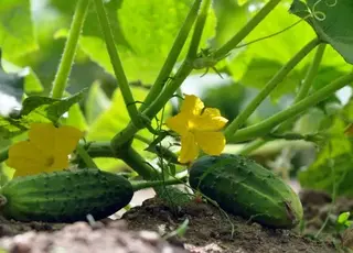 Озвучено оновлені ціни на огірки в Україні