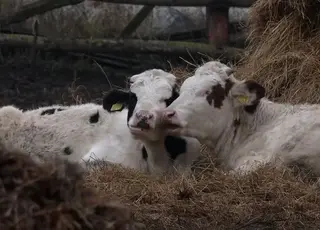 Як виживають ферми на прикордонні Чернігівщини