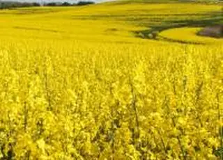 Ціни на експортному ринку ріпаку в Україні знижуються під впливом ринку ЄС