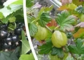 Ефективні натуральні засоби захисту моркви від шкідників і хвороб у липні