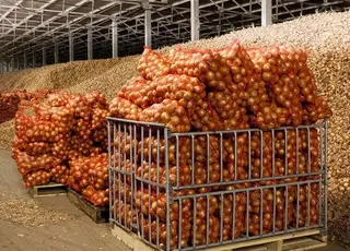 В Україні бракує овочесховищ для 1 млн т урожаю