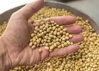 Ринок сої зберігає стабільність, але ціни на переробку знижуються