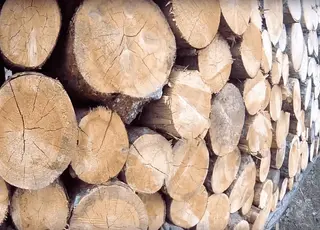 Стало відомо, скільки коштують дрова у приватних компаній