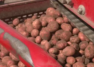 На Рівненщині підприємство розширює посадки картоплі до 300 гектарів