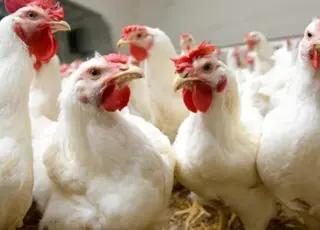 Чому кури не несуться восени: як підвищити продуктивність несучок