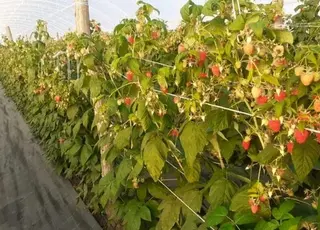 На Чернігівщині ремонтантну малину в тунелі збирали у грудні