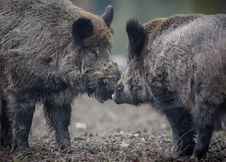 На Івано-Франківщині спалах АЧС