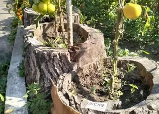 Лучанин вирощує понад 100 кущів помідорів у пеньках і збирає до 160 кг врожаю