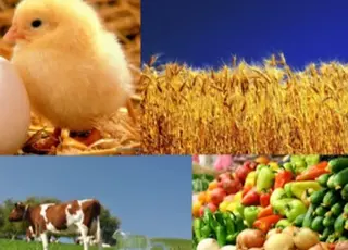 Обсяг виробництва сільськогосподарської продукції зріс лише в одній області України