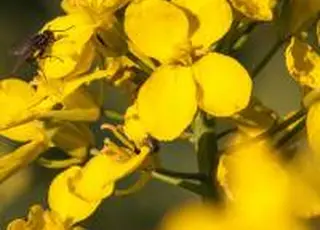 Ріпак нового сезону: перезимівля та можливий пересів впливають на ринок