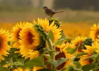 П’ять ефективних способів захисту соняшників від птахів