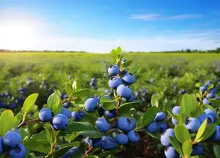 На Волині господарство створило одну з найбільших плантацій лохини в Україні