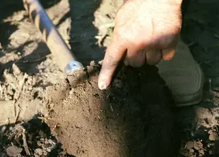 Фермер з Київщини отримує стабільні врожаї навіть у посуху