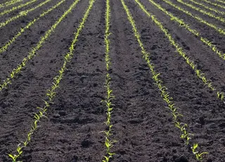 Базовий гербіцидний захист кукурудзи