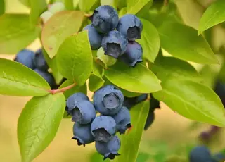 На Закарпатті рятували плантації лохини від заморозків