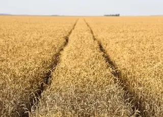 Аналітики розповіли, коли стартують жнива пшениці