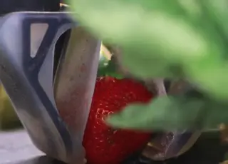 Вчені створили роботів, які збирають ягоди на одному рівні з людьми