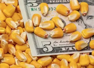 Озвучено оновлені ціни на українську кукурудзу