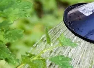 Метод штучної роси: як зменшити витрати води на полив до 50%