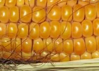 Попит підтримує ціни на українському експортному ринку кукурудзи